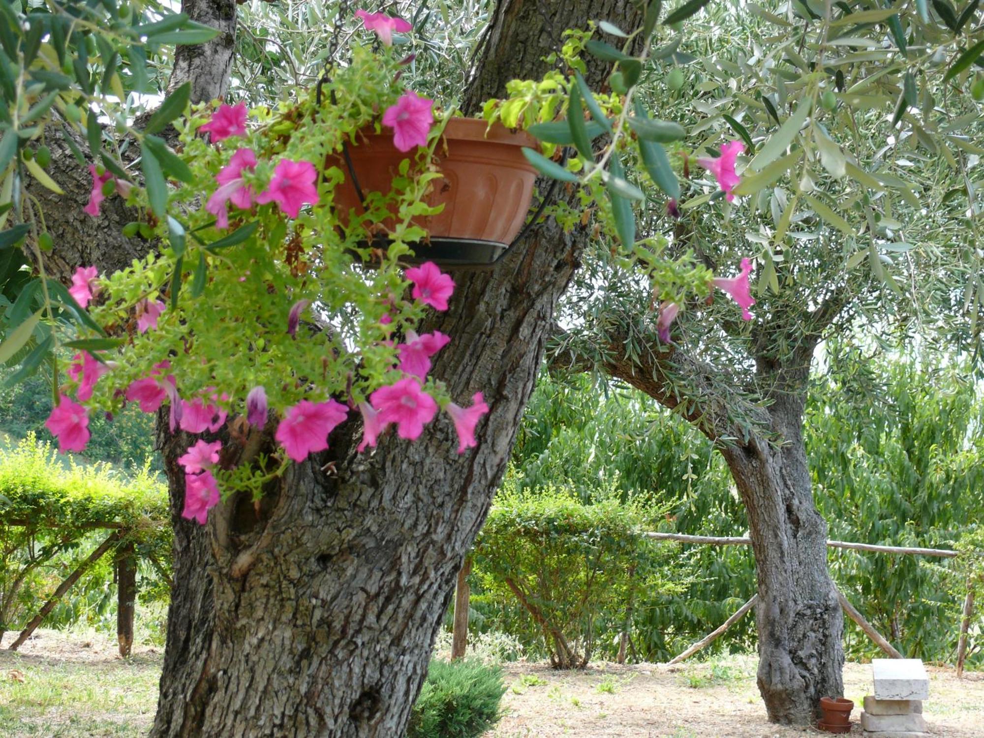 Bed&Breakfast Giardino Agritourist Controguerra Zewnętrze zdjęcie